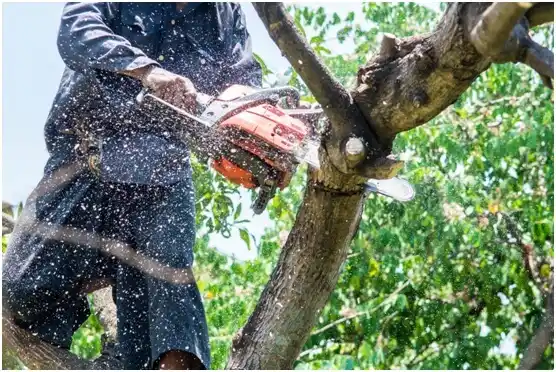 tree services Honeyville